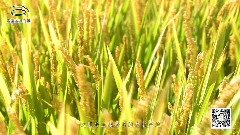 金灃米業_Moment3.jpg